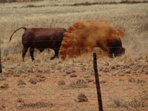 Rinder in der Wüste Namibias