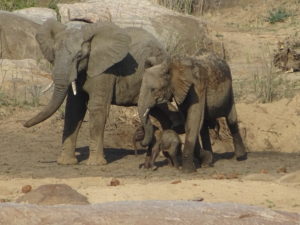 Elefantenmama schützt Baby