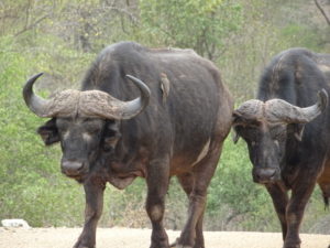 Büffel im Krüger