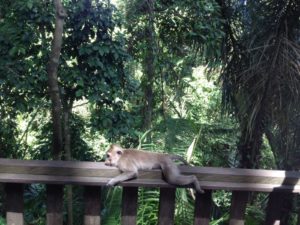 Monkey Forest, Ubud