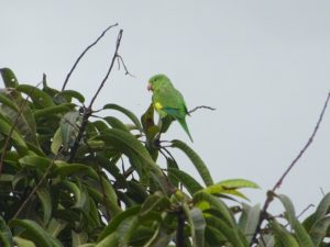 Grüner Papagei in Abadiania